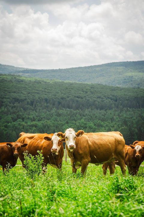 Boeuf à l'herbe (200$ - Dépot de réservation)